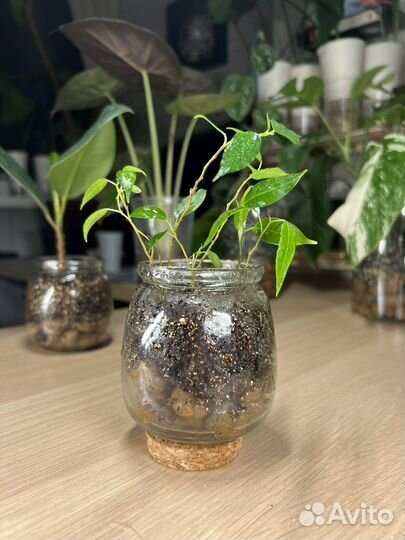 Фикус бенджамина