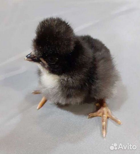 Цыплята несушки