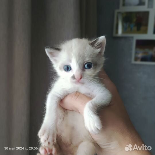 Котенок-девочка 1 месяц