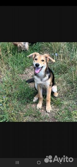 Собака в добрые руки