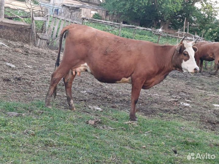 Салам Алейкум продаю дойных коров и на мясо