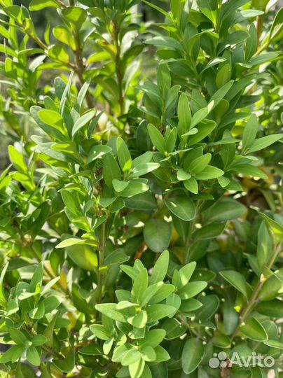 Самшит вечнозеленый