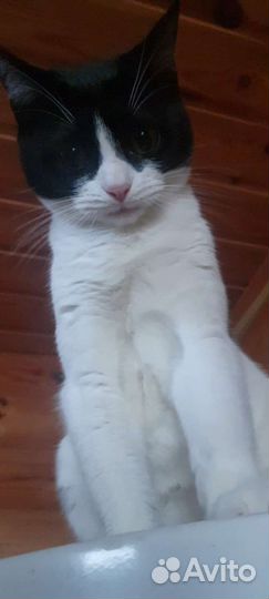 Кошка кошечка