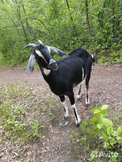 Англо нубийские козы