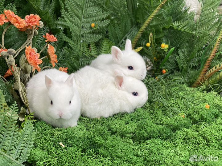 Крошки Гермелины готовы к переезду