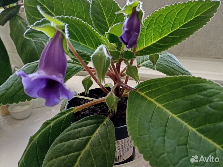 Глоксиния фиолетовая