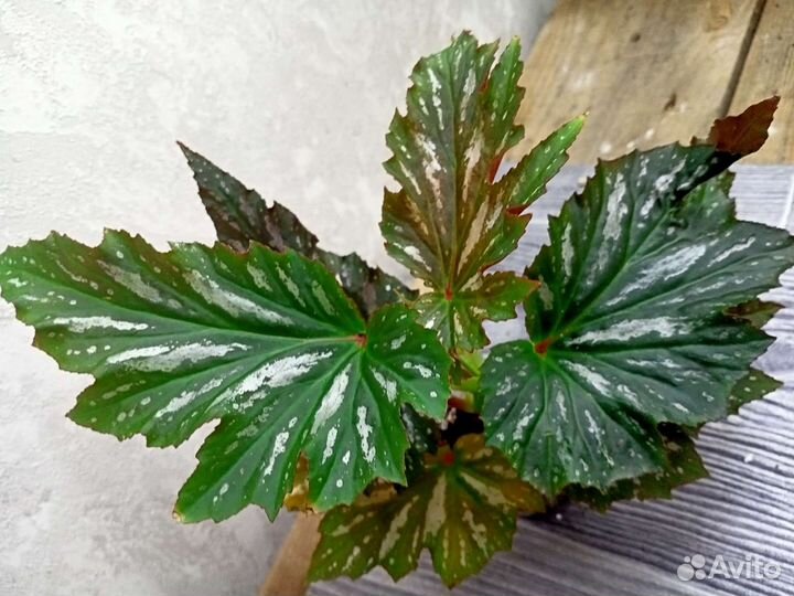 Тростниковые бегонии