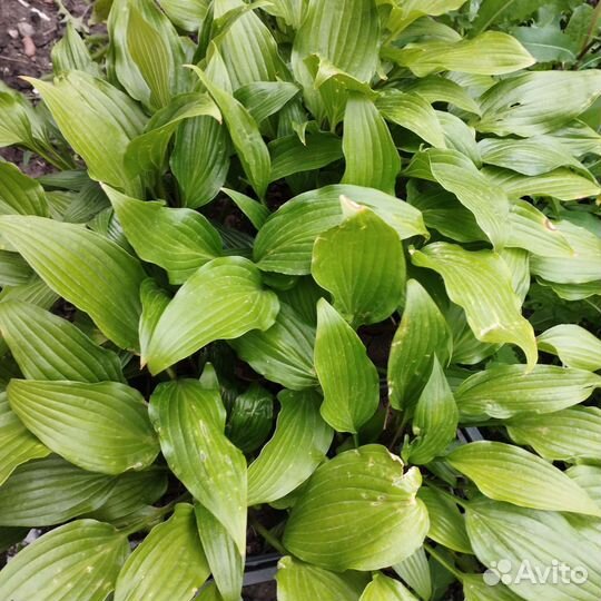 Хоста в зкс