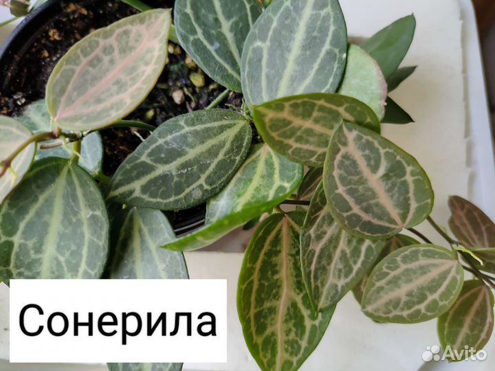 Гемарии и растения для флорариумов