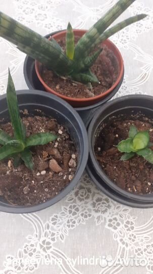 Сансевиерии