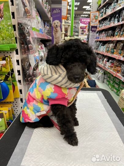 Комбинезон для собаки petmax