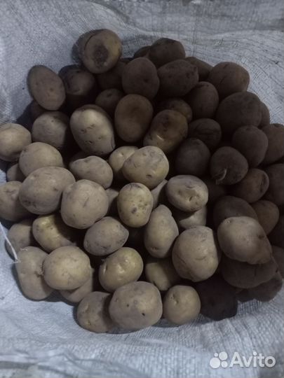 Картофель мелкий на корм скоту