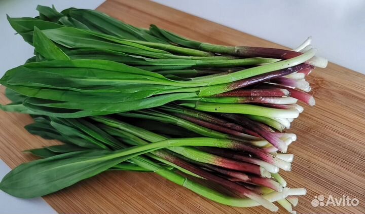 Черемша свежая 2024 (медвежий лук)