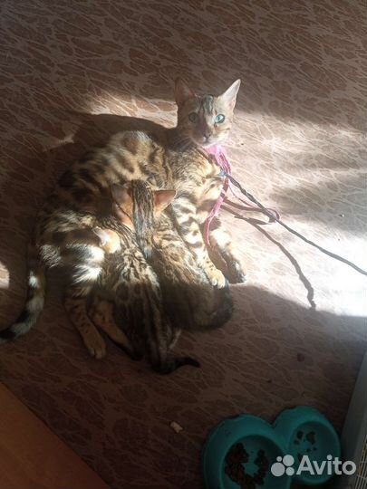 Бенгальская