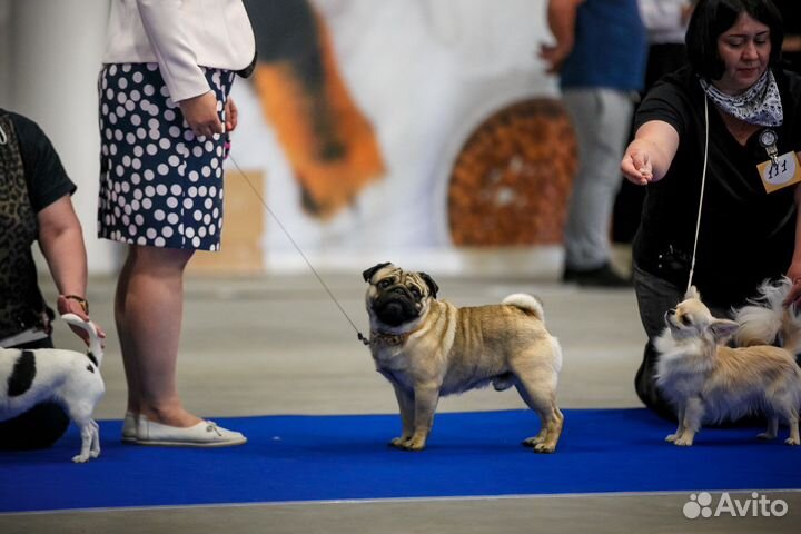 Мопс вязка мальчик