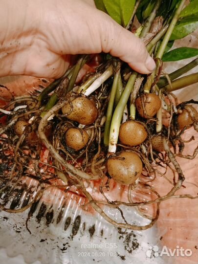 Долларовое дерево/ замиокулькас