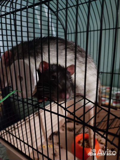 Крыса с клеткой