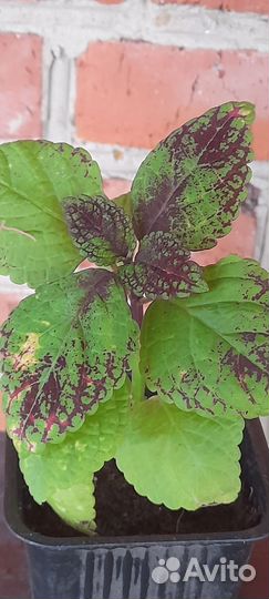 Колеусы вегетативные