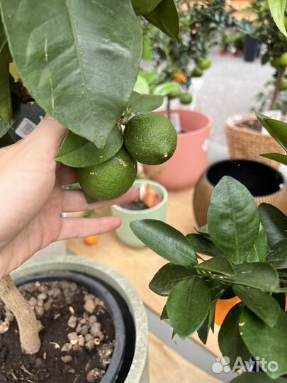 Цитрус Каламандин