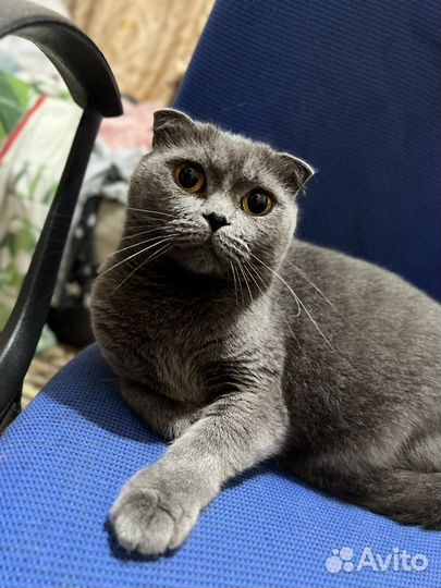 Шотландская кошечка на вязку