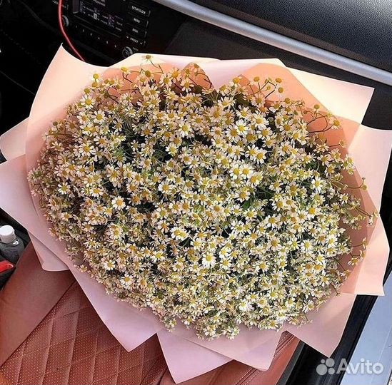 Цветы ромашки