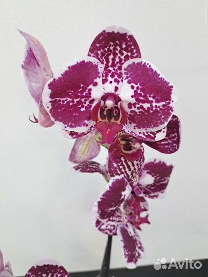 Орхидея