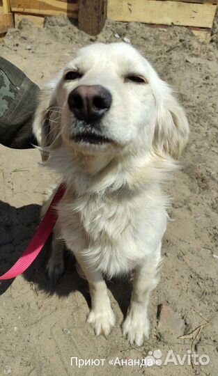 Красивый пес для квартиры