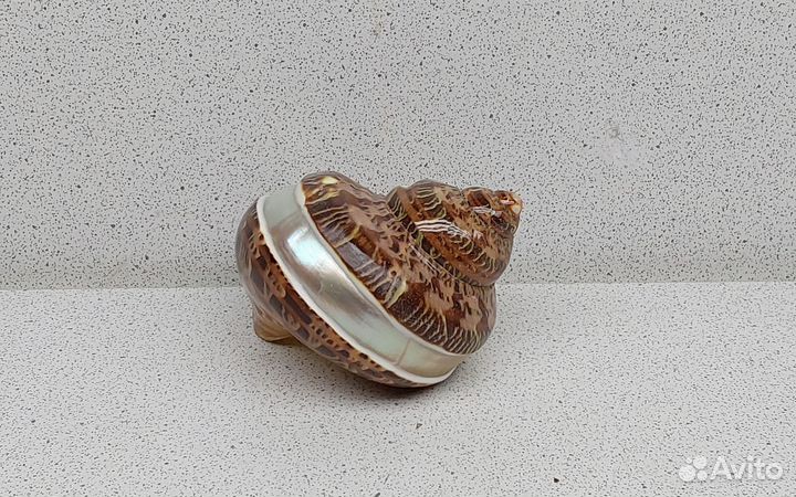 Турбо Петхолатус с полосой 7,1 морская ракушка