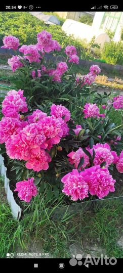 Пион деленки