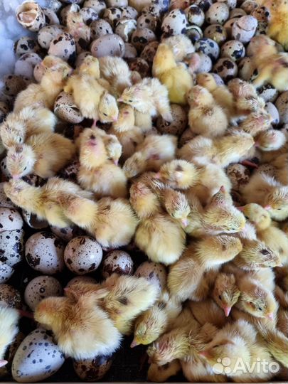 Перепела 11 апреля