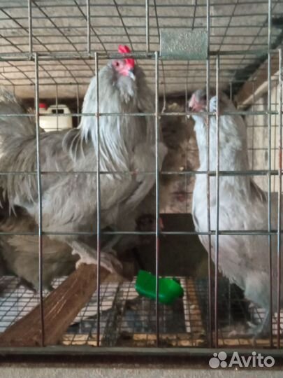 Бегунки,Лакеданзи,Маран, Амераукана