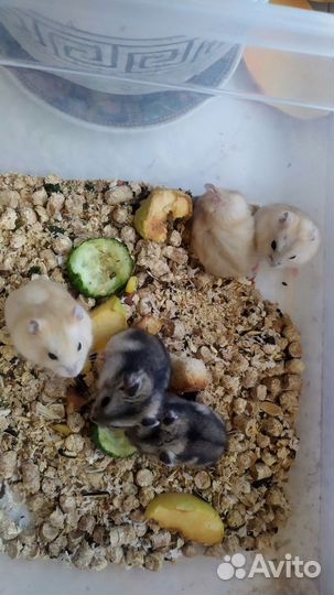 Джунгарский хомяк