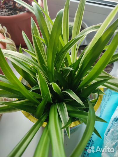 Комнатные растения