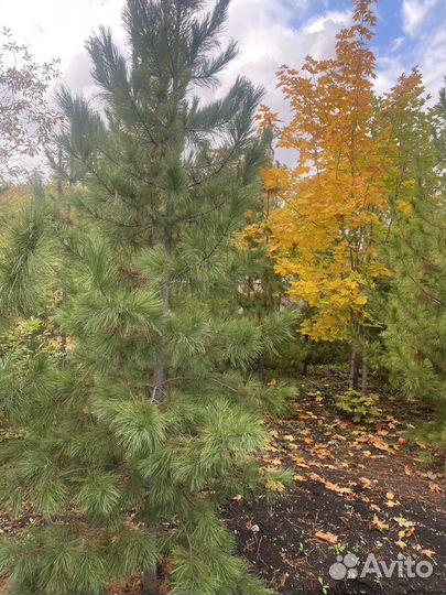 Саженцы сибирского кедра