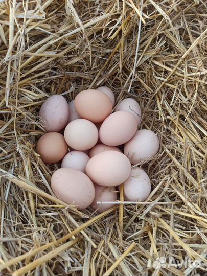 Инкубационное яйцо адлерская серебристая