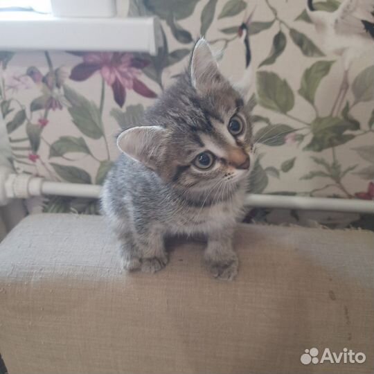 Котенок в дар