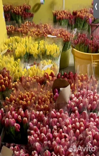 Тюльпаны к 8 марта оптом