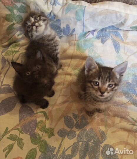 Котики бесплатно в добрые руки
