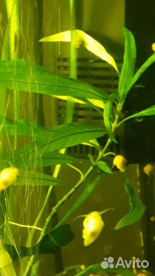 Анцитрусы данио золотые вуалевые кометы и растения