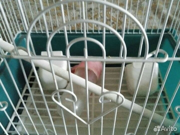 Клетка для птиц