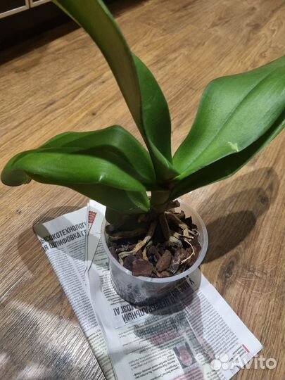 Орхидея Freeride