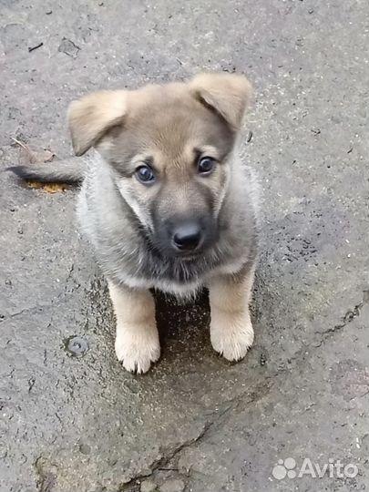 Щенок Малыш в самые добрые руки