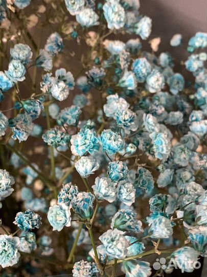 Гипсофила, букет гипсофил