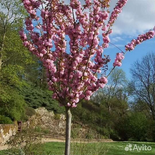 Саккура на штамбе