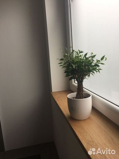 Подоконники из массива дерева