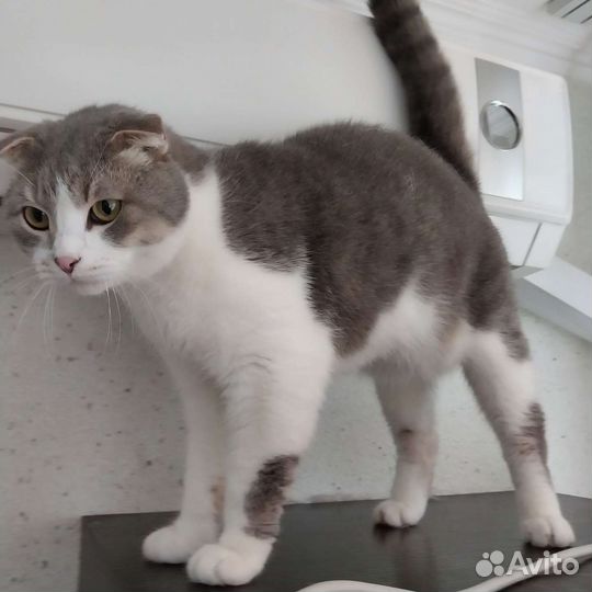Отдам в добрые руки