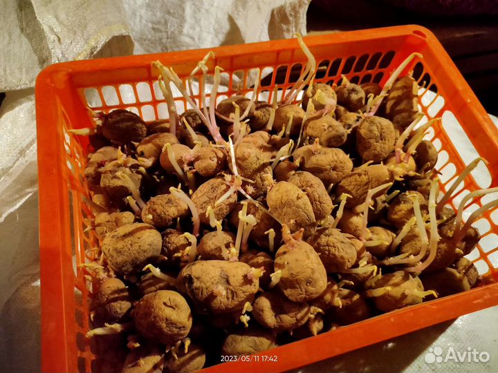 Семенной картофель