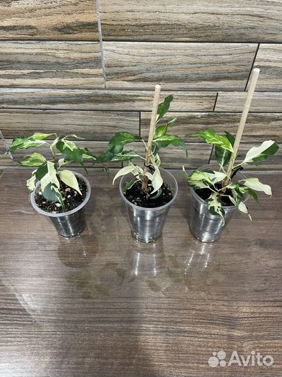 Фикус керли