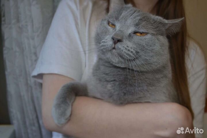 Британская кошка