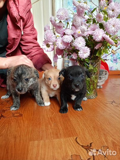 Щенки